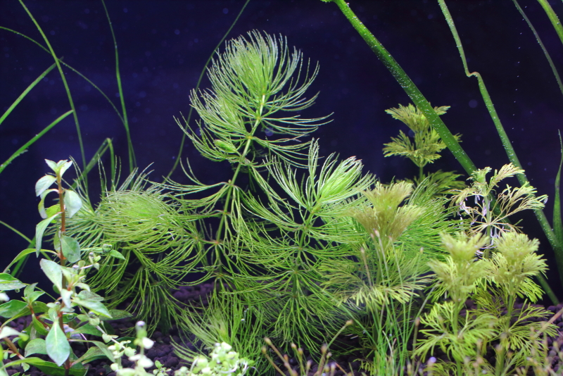 植栽から1日目　マツモ